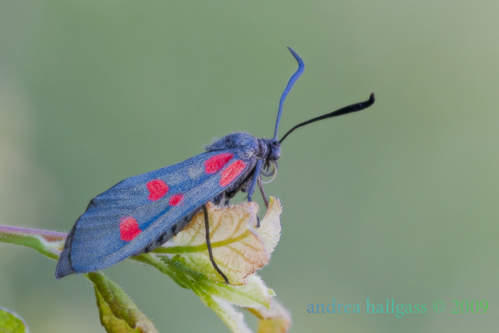 zigena da confermare - Zygaena lonicerae